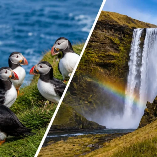 South Coast & Puffin Adventure Private Tour (Seasonal)
